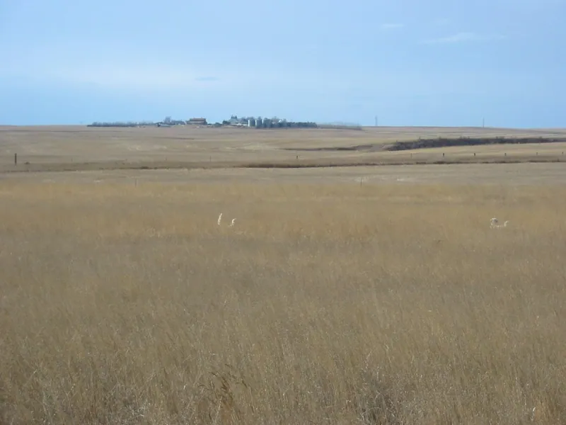 Hunting party DG from California – 2004 wild pheasant hunt in North Dakota