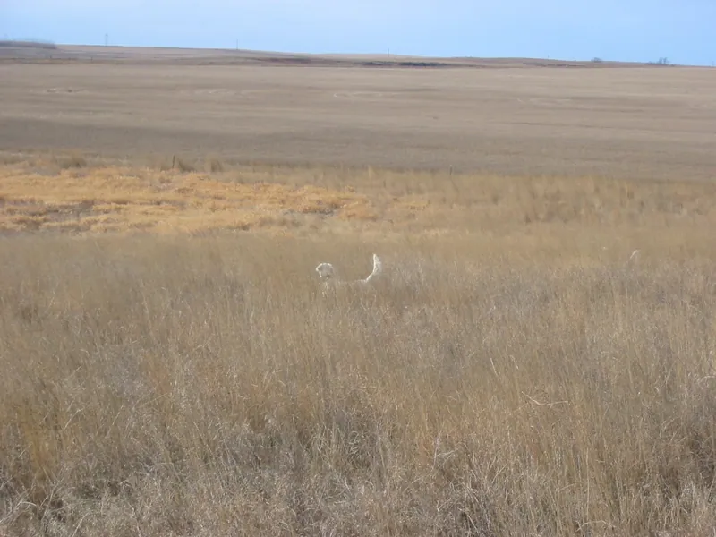 Hunting party DG from California – 2004 wild pheasant hunt in North Dakota