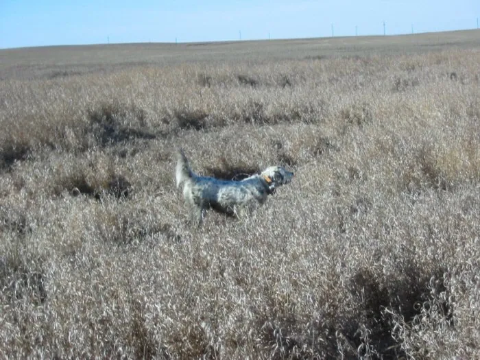 Hunting party RS from Ohio – 2004 wild pheasant hunt in North Dakota