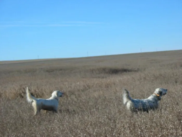Hunting party RS from Ohio – 2004 wild pheasant hunt in North Dakota