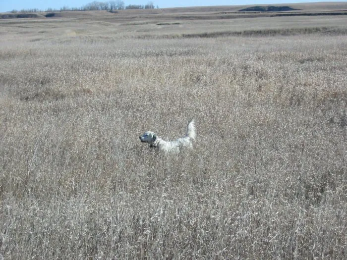 Hunting party RS from Ohio – 2004 wild pheasant hunt in North Dakota