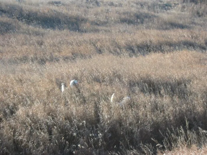 Hunting party RS from Ohio – 2004 wild pheasant hunt in North Dakota
