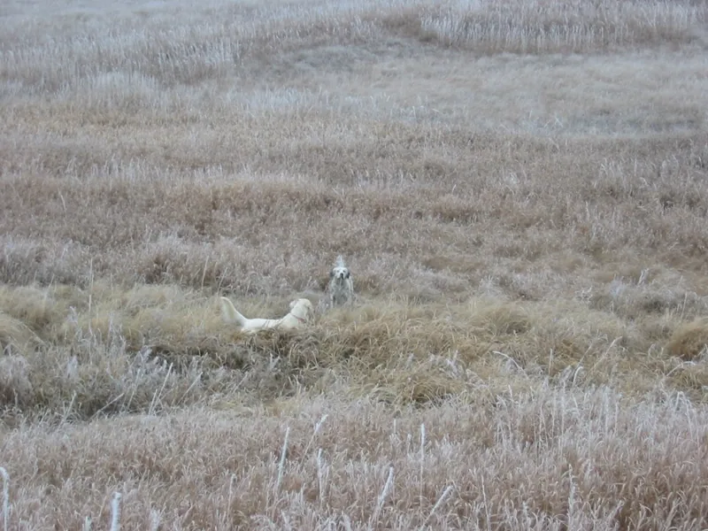 Hunting party SW from Idaho – 2004 wild pheasant hunt in North Dakota