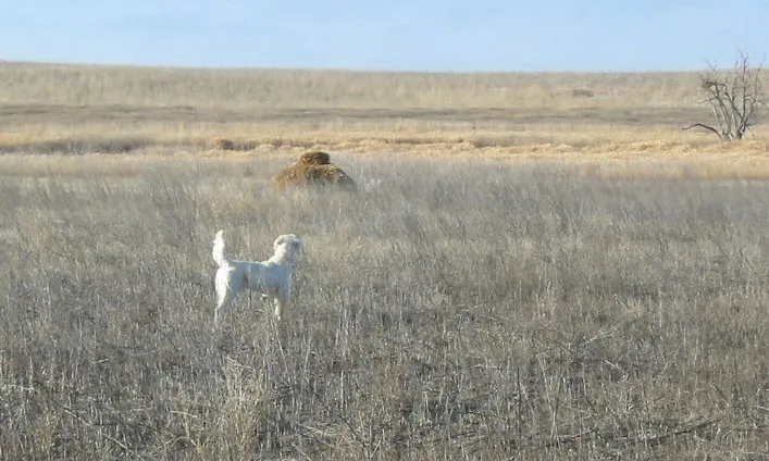 Hunting party SW from Idaho – 2004 wild pheasant hunt in North Dakota