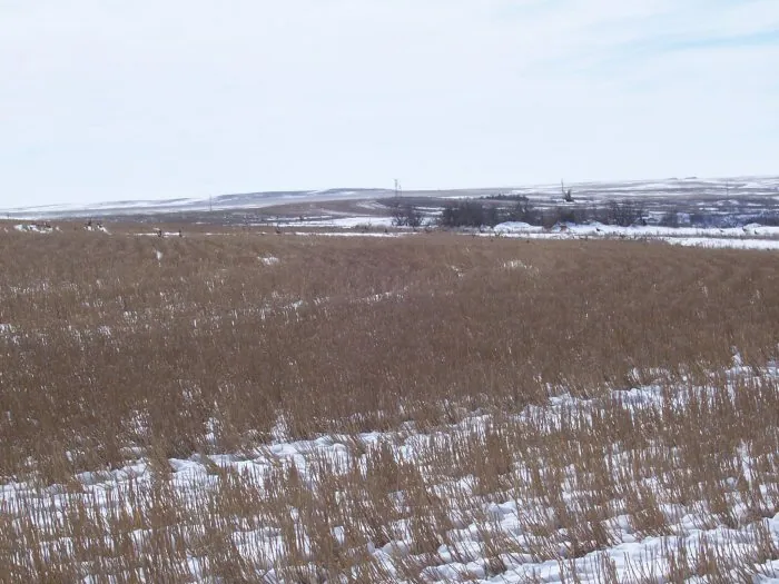 Hunting party BA from Nevada – 2005 wild pheasant hunt in North Dakota