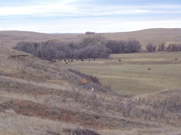 Hunting party A from California – 2005 wild pheasant hunt in North Dakota