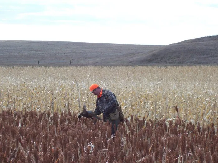 Hunting party A from California – 2005 wild pheasant hunt in North Dakota