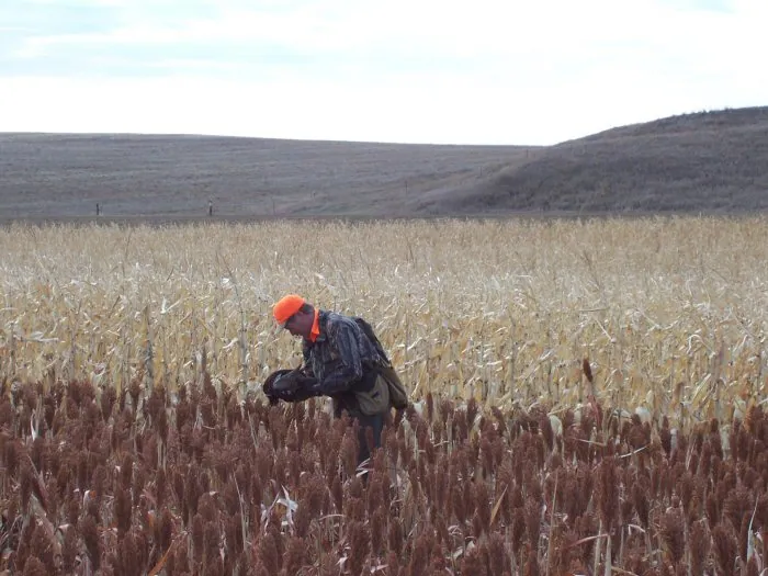 Hunting party A from California – 2005 wild pheasant hunt in North Dakota