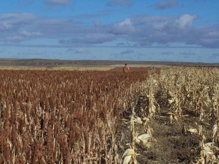 Hunting party A from California – 2005 wild pheasant hunt in North Dakota