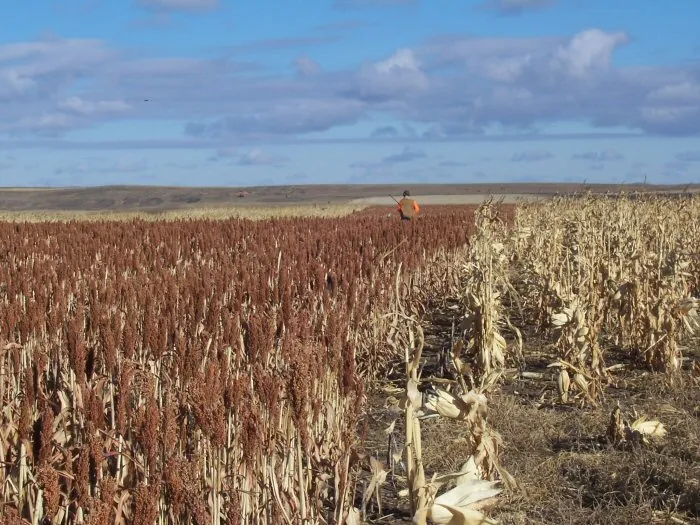 Hunting party A from California – 2005 wild pheasant hunt in North Dakota