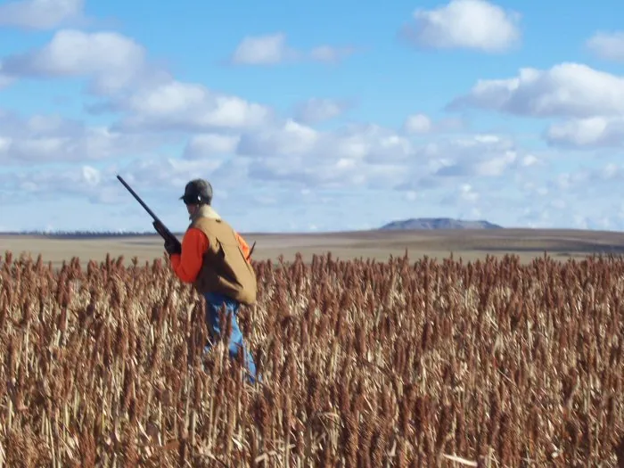 Hunting party A from California – 2005 wild pheasant hunt in North Dakota