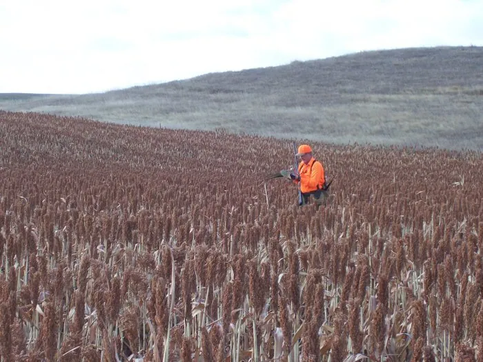 Hunting party A from California – 2005 wild pheasant hunt in North Dakota