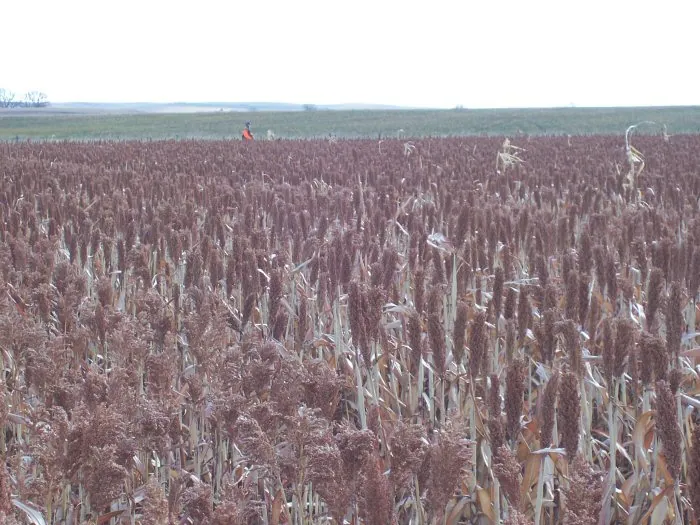 Hunting party A from California – 2005 wild pheasant hunt in North Dakota