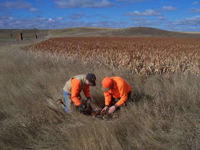 Hunting party A from California – 2005 wild pheasant hunt in North Dakota