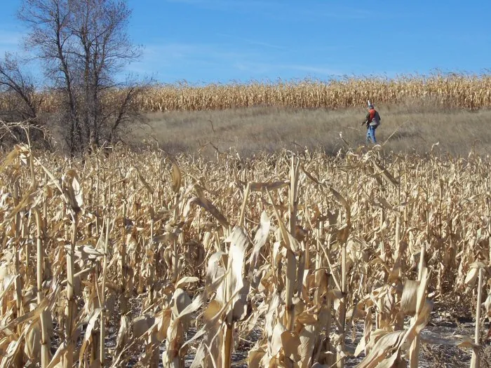 Hunting party JM & GM from New York – 2005 wild pheasant hunt in North Dakota