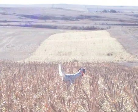 5 Other Hunting Parties in 2014, But, Sorry, No Photos – 2014 pheasant season at K Pheasant Hunting, North Dakota