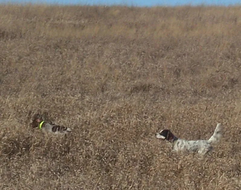 Hunting party BM from Minnesota – 2006 wild pheasant hunt in North Dakota