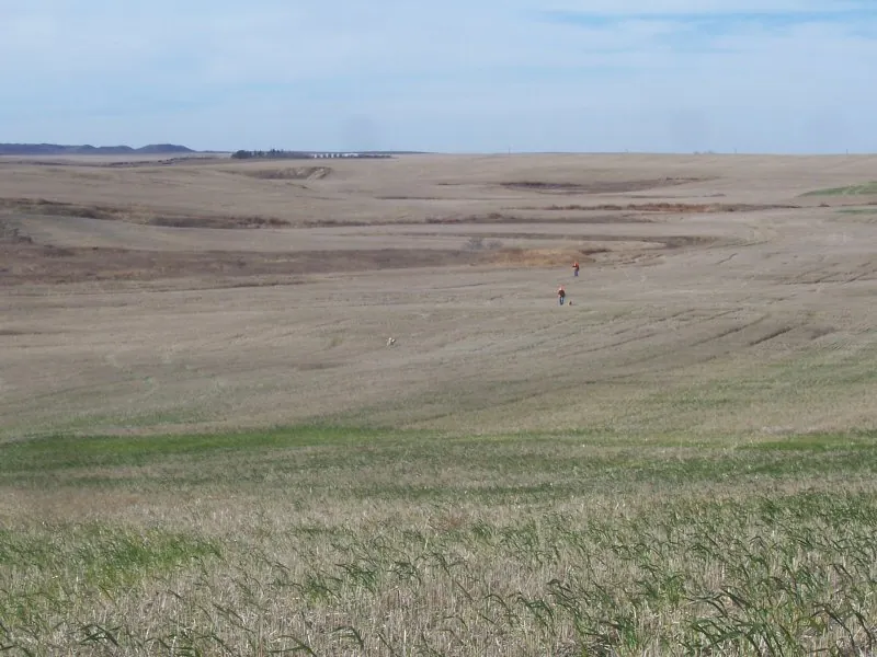 Hunting party DG from California – 2007 wild pheasant hunt in North Dakota