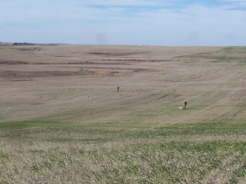 Hunting party DG from California – 2007 wild pheasant hunt in North Dakota