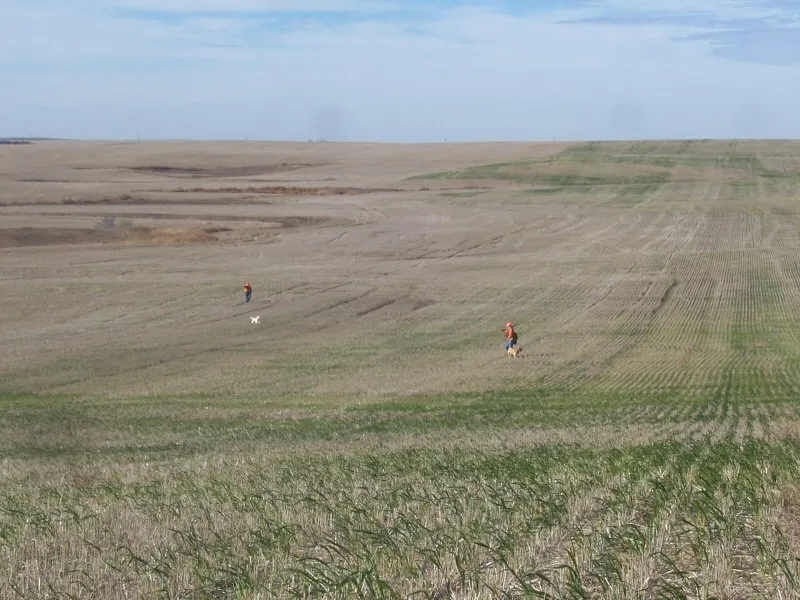 Hunting party DG from California – 2007 wild pheasant hunt in North Dakota