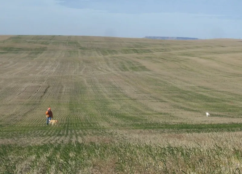 Hunting party DG from California – 2007 wild pheasant hunt in North Dakota