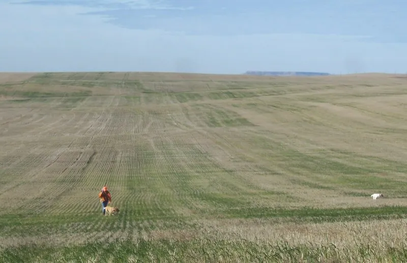 Hunting party DG from California – 2007 wild pheasant hunt in North Dakota