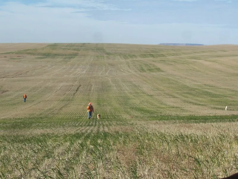 Hunting party DG from California – 2007 wild pheasant hunt in North Dakota