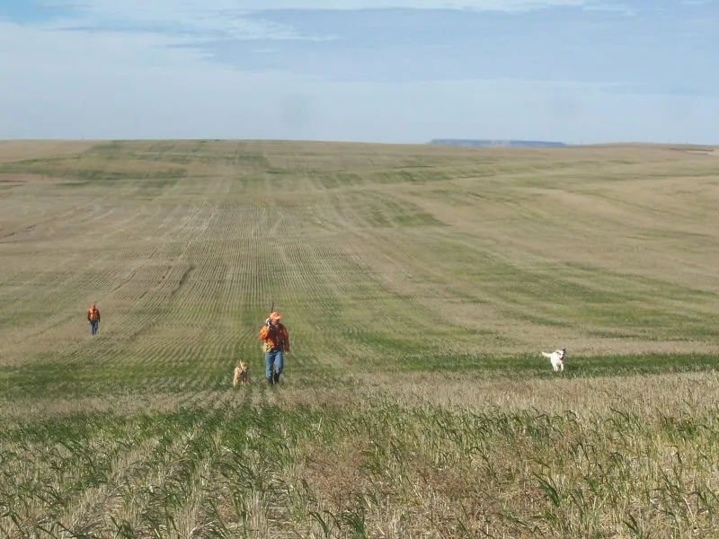 Hunting party DG from California – 2007 wild pheasant hunt in North Dakota