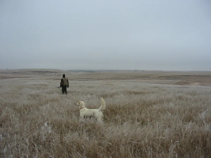 Lemon the bird dog, December 2004