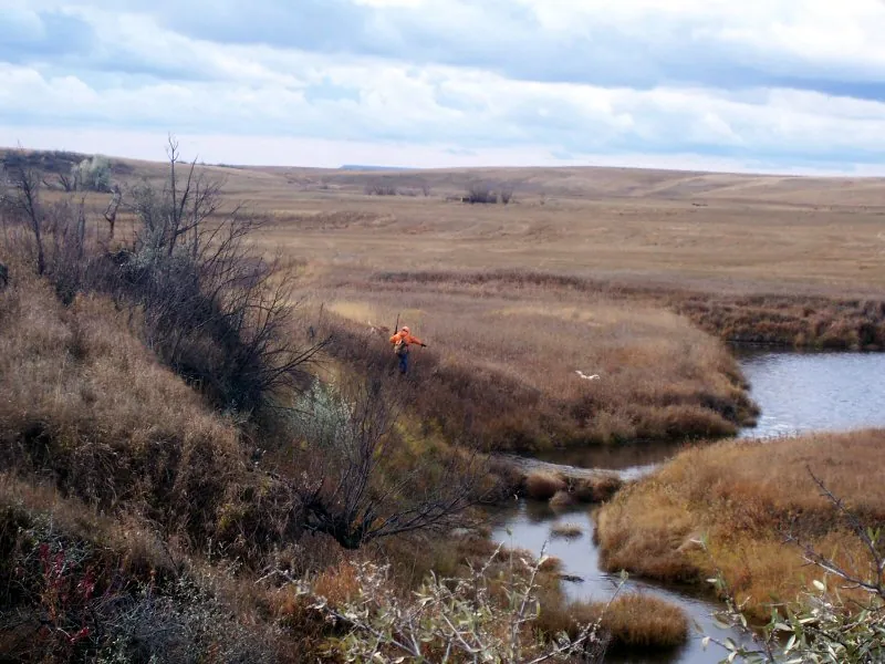 Hunting party DG from California – 2008 wild pheasant hunt in North Dakota