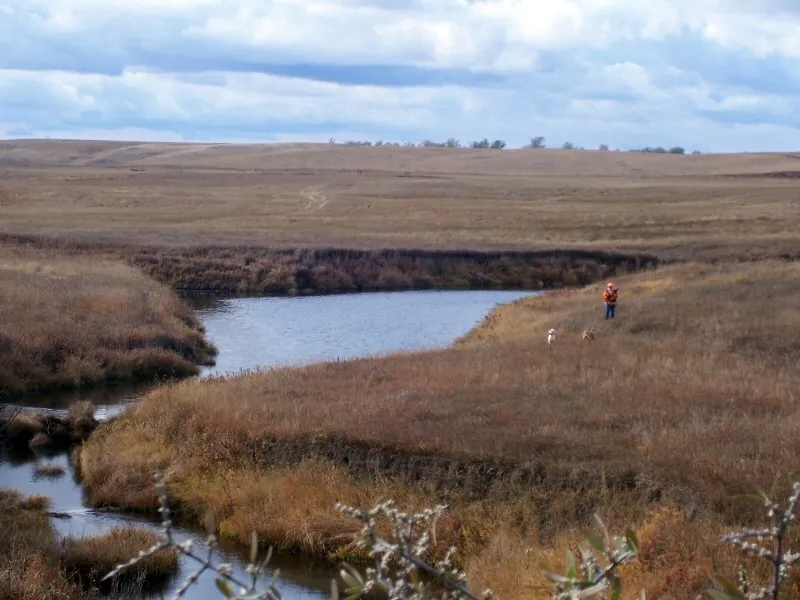 Hunting party DG from California – 2008 wild pheasant hunt in North Dakota