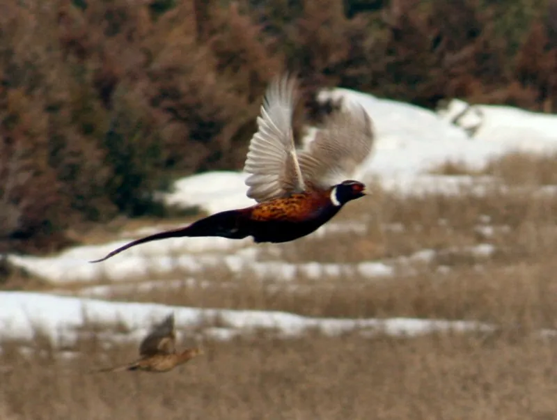 Hunting party JS from Florida – 2008 wild pheasant hunt in North Dakota