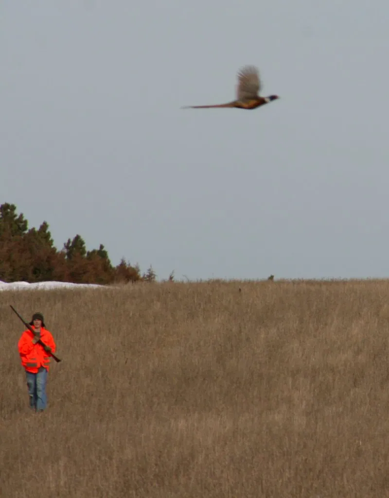Hunting party JS from Florida – 2008 wild pheasant hunt in North Dakota