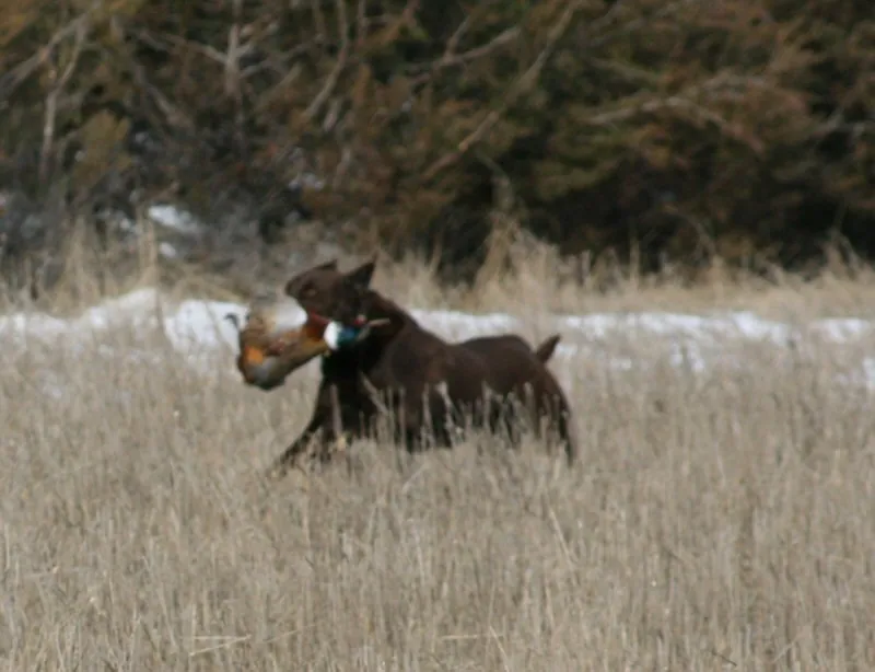 Hunting party JS from Florida – 2008 wild pheasant hunt in North Dakota