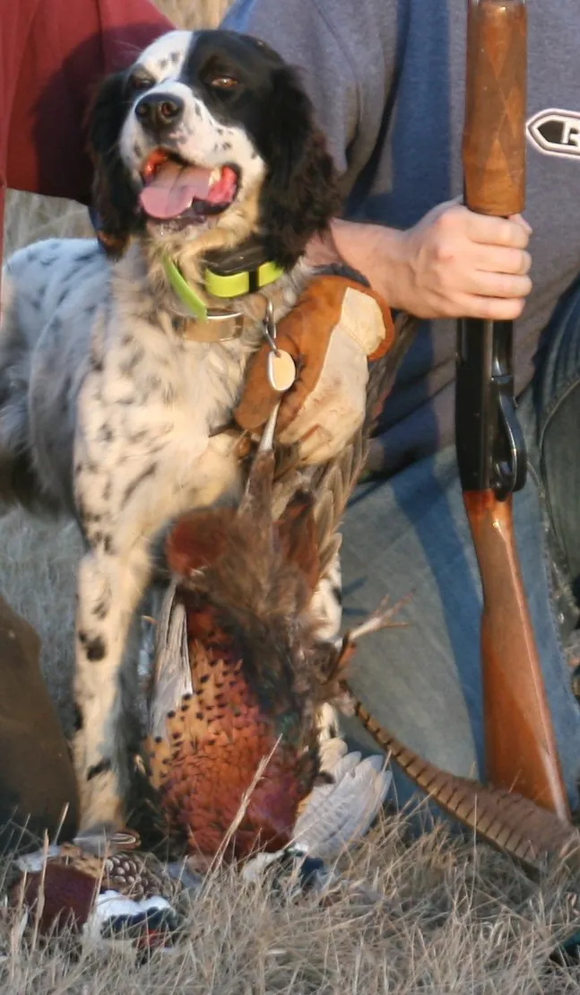 Bird dog on the hunt