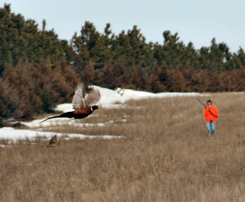 Devon with a wild rooster pheasant