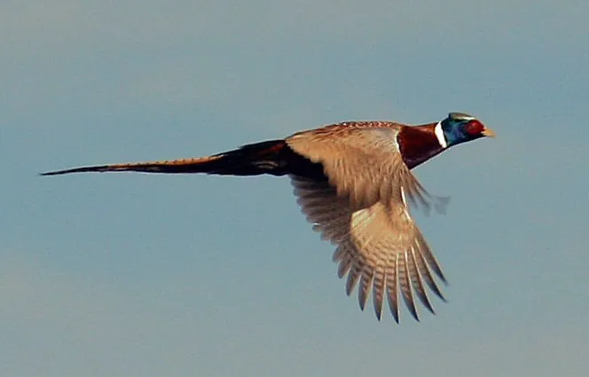 Pheasant flying, 2008