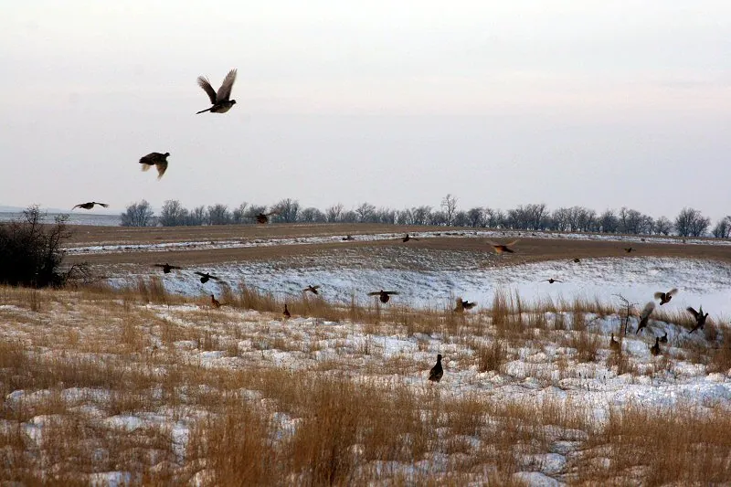 2008 pheasant hunt at K Pheasant Hunting, North Dakota