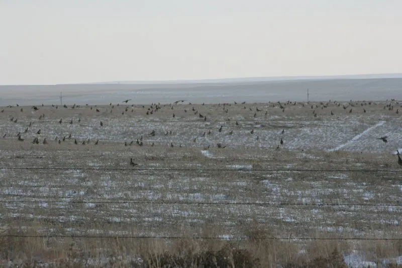 2008 pheasant hunt at K Pheasant Hunting, North Dakota