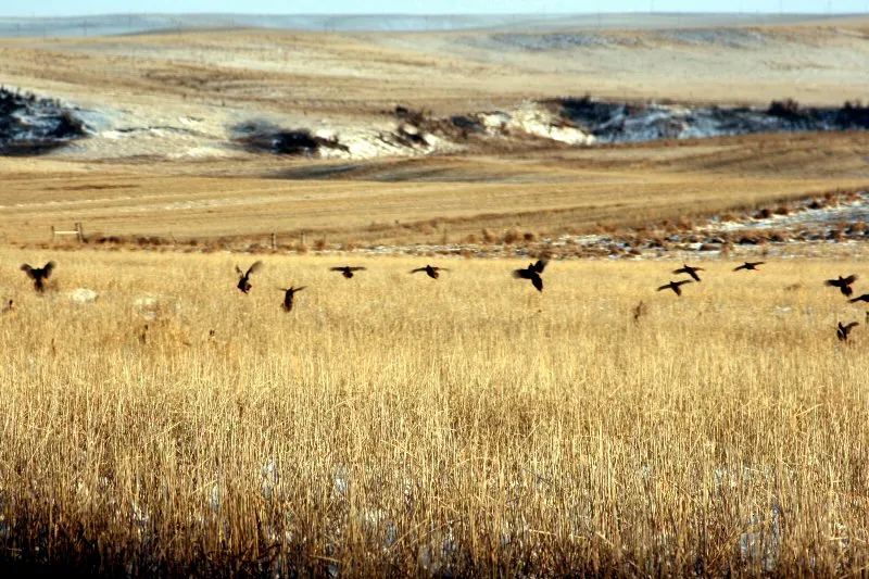 2008 pheasant hunt at K Pheasant Hunting, North Dakota