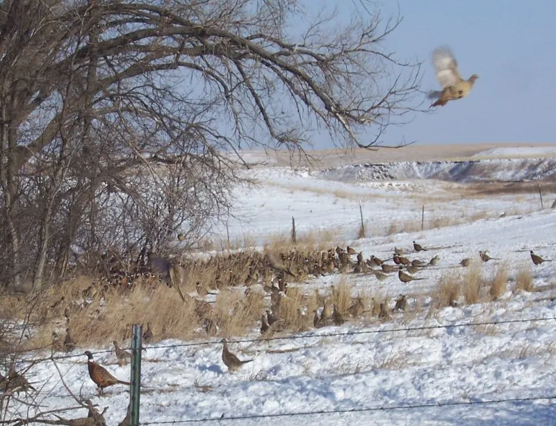 Wild pheasants on the farm