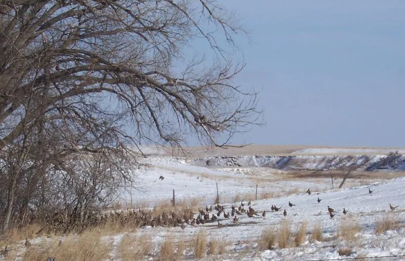 Wild pheasants on the farm