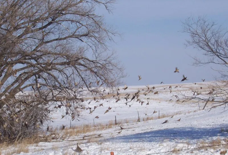 Wild pheasants on the farm