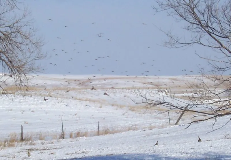 Wild pheasants on the farm