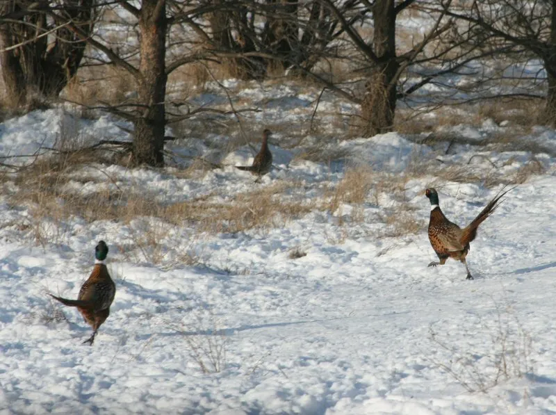 Wild pheasants on the farm