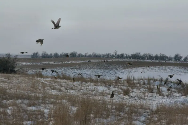 Wild pheasants on the farm