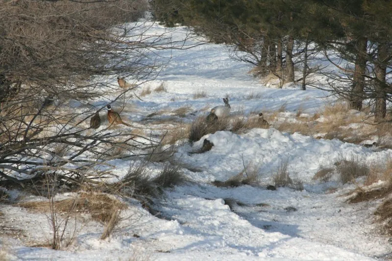 Pheasants and a rabbit
