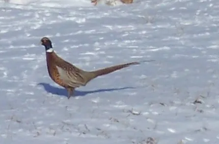 Rooster pheasant