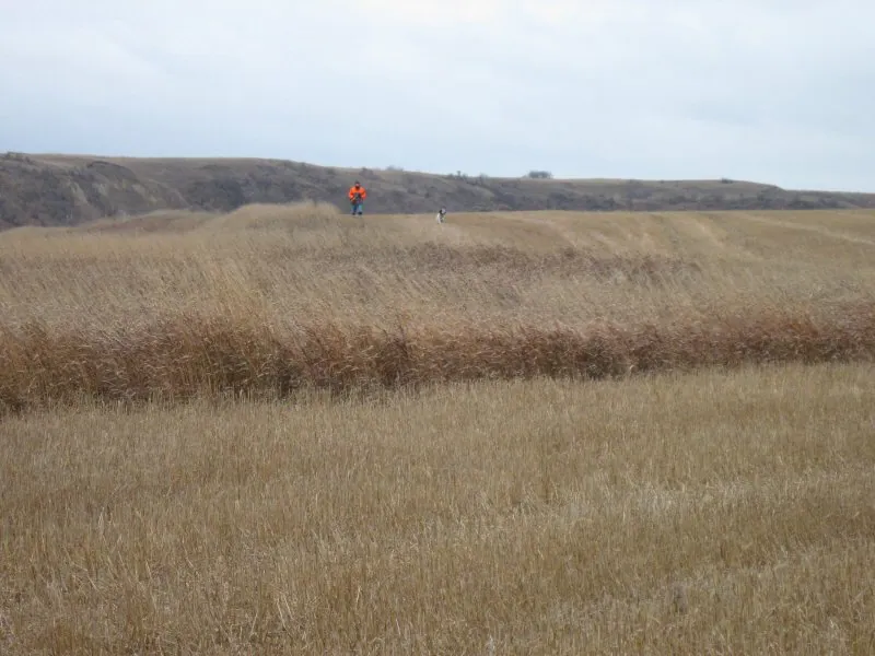 Hunting party DG from California – 2010 wild pheasant hunt in North Dakota