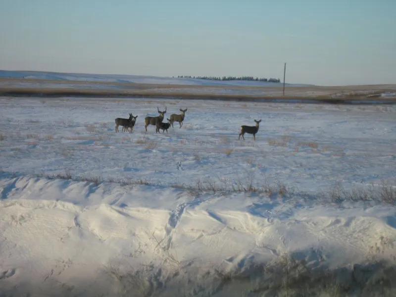Hunting party DG from California – 2010 wild pheasant hunt in North Dakota